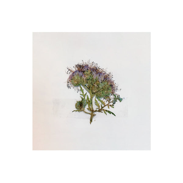 Taylor Kopp - Found [Vinyl LP]
